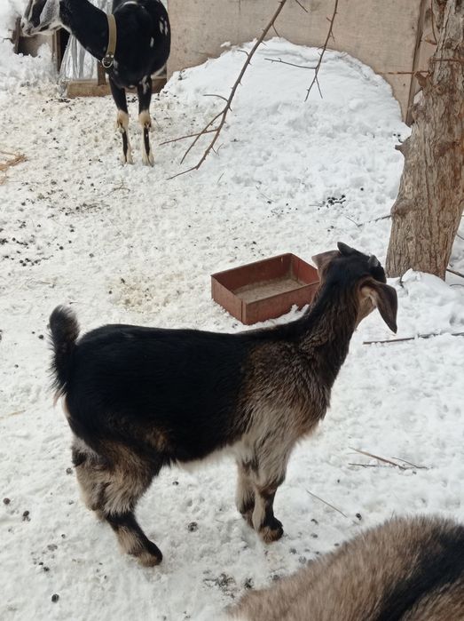 Продам козлёнка.