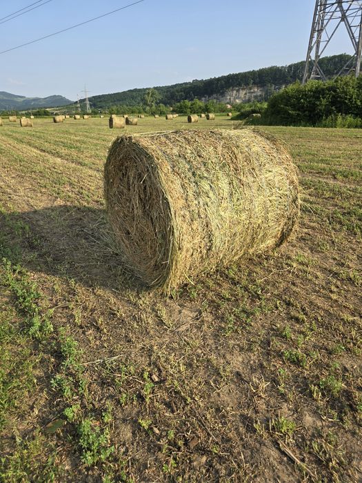 Baloți lucernă rotunzi