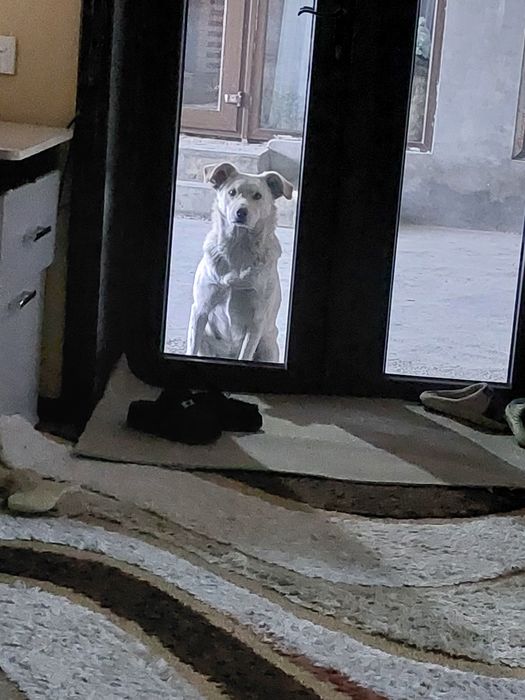 Пристраивается в добрую хорошую семью очень красивая девочка