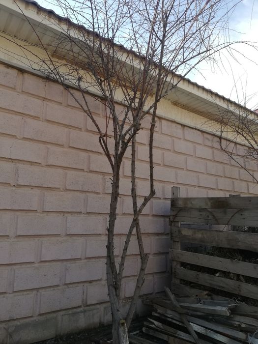 Деревья Барбарис