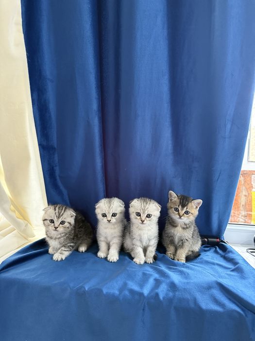 Продаются котята