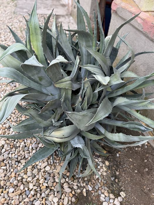Floare aloe vera