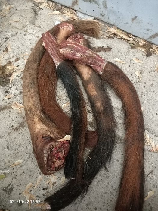 Трахея, обрезь для собак