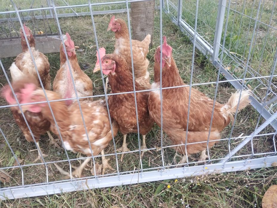 Gaini ouatoare rosii,găini Isa Brown