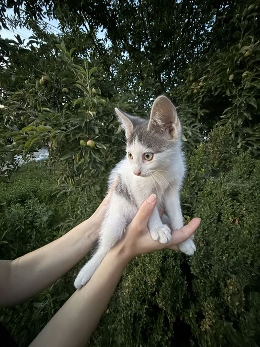 Acest băiețel își caută familia