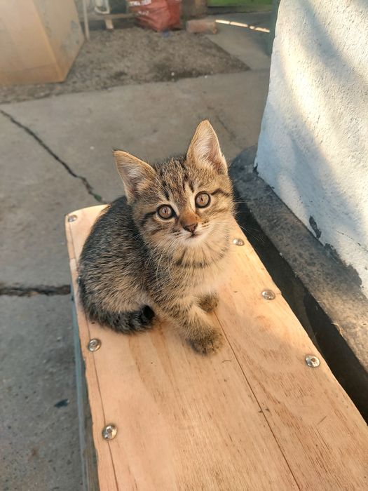 Отдам котят в Очень ДОБРЫЕ РУКИ !