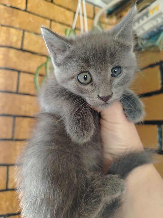 Котята мальчик и девочка в добрые руки, бесплатно