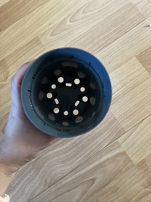 Саксии / сандъчета за разсад 60бр. 15€