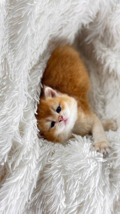 Британские золотые шиншиллы