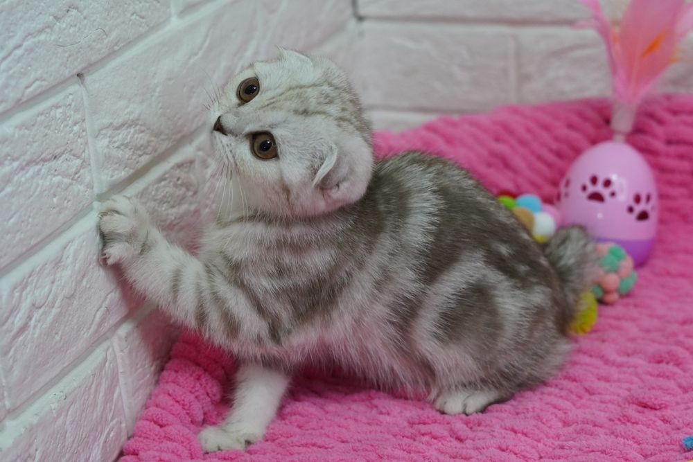 Вислоухие Котята