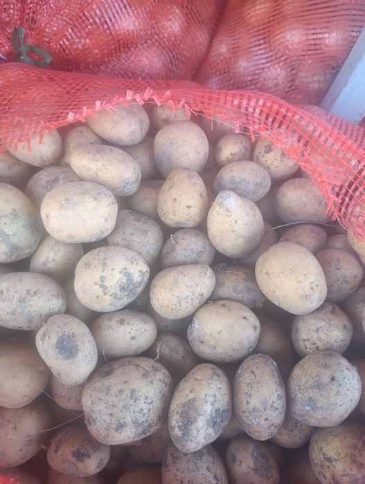 Домашняя картошка семенная сорт гала