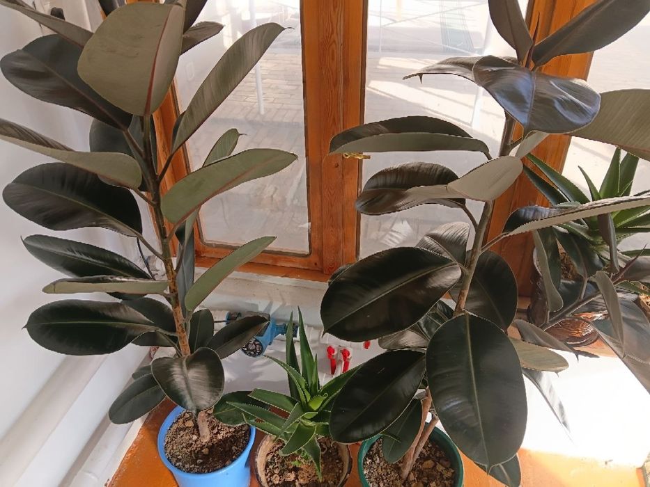 Xonna  Gullari  sotilladi