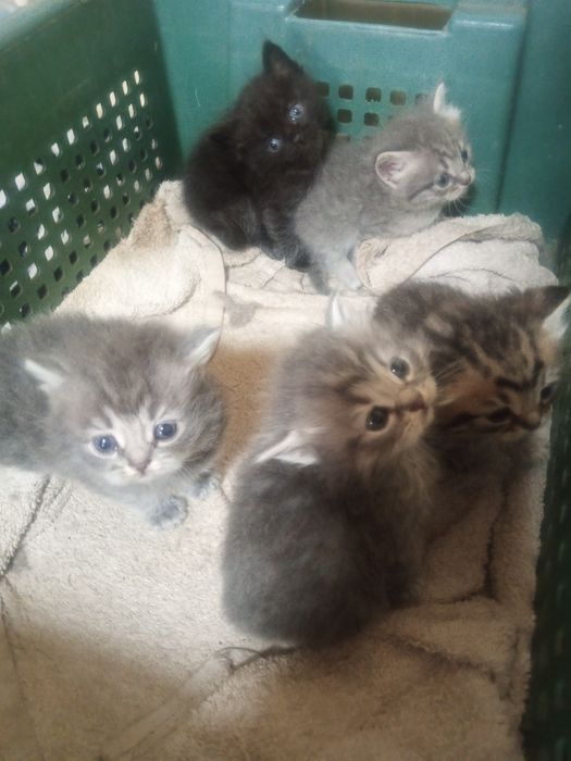 Котята в хорошие руки