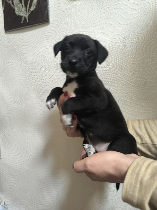 Отдам щенков бесплатно