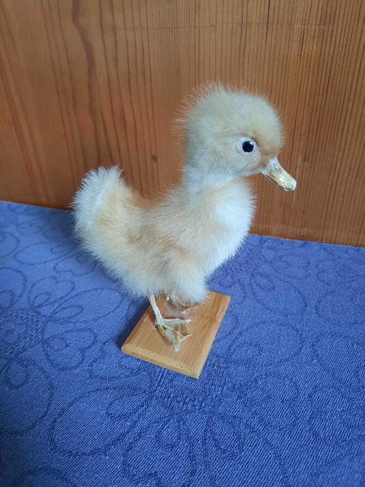 Сувенир патенце на дървена поставка