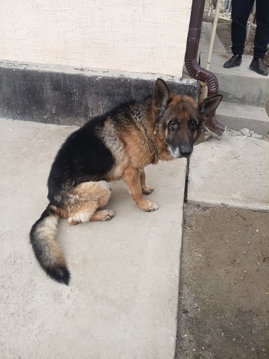 Вольер с немецкой овчаркой