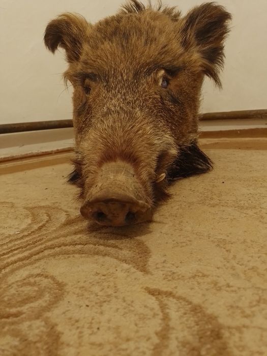 Телевизор, қабаның басы