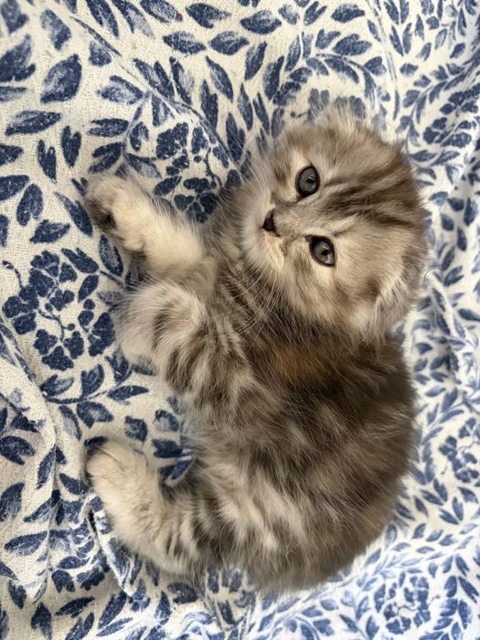 шотландские котята