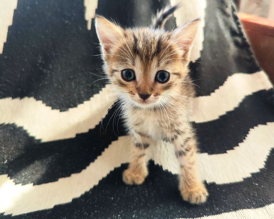 Котик от мамы-крысолова
