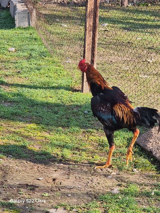 Продам даканов куры и питухи