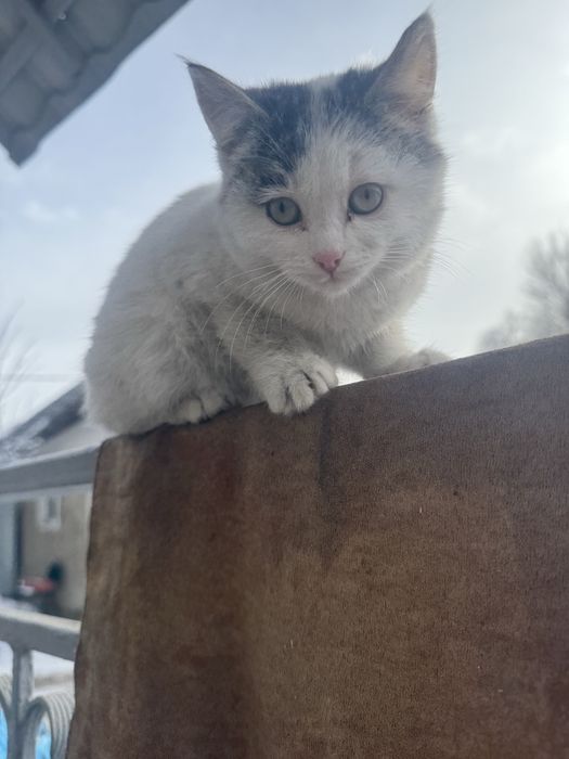 Мощные пушистики Классные котятки