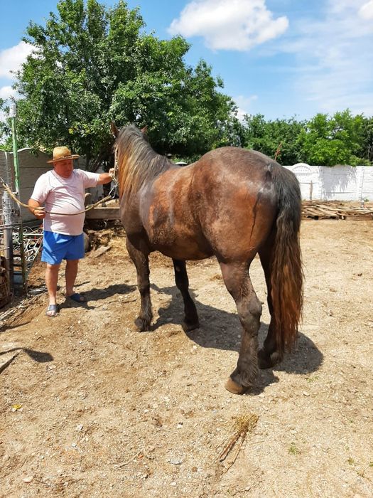 Vând cal castrat  sau schimb  cu vaca