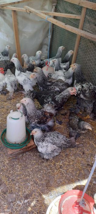 Pui brahma  50 lei bucata