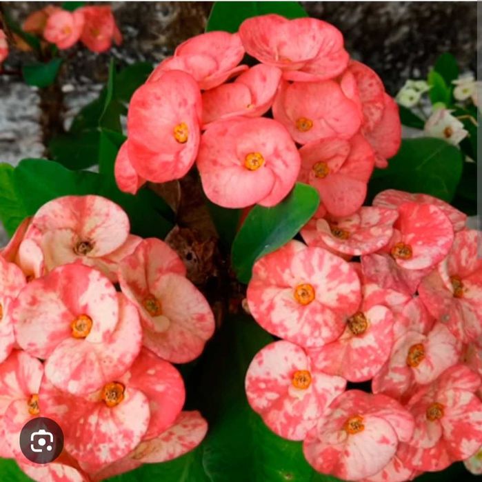 Молочай крупноцветковый  Миля