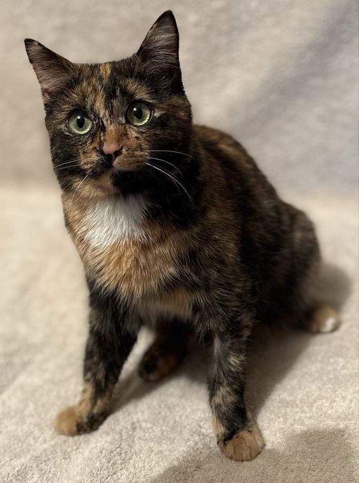 Красавица с необычным окрасом ищет дом