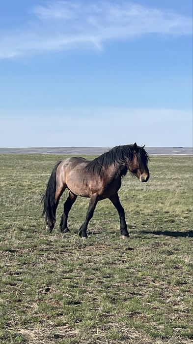 Еркек жабағы 2025