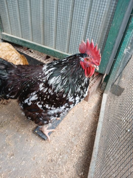 Sussex porțelan de vînzare