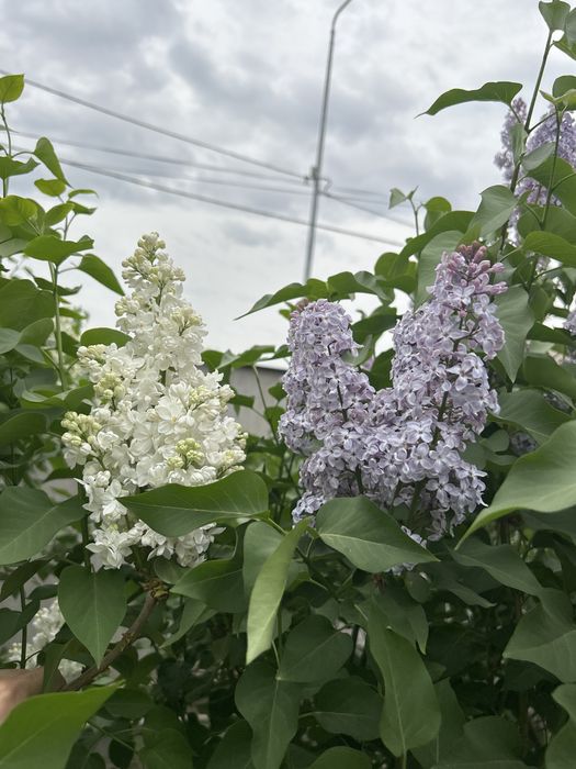 Продам сирень фи