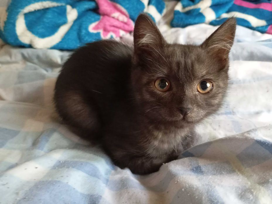 Отдам котенка в хорошие руки