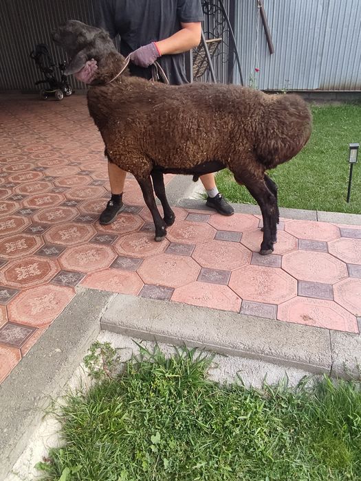 Продам кошкара на племя Гиссар