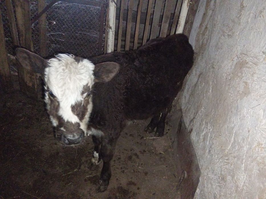 сиырлар сатылады