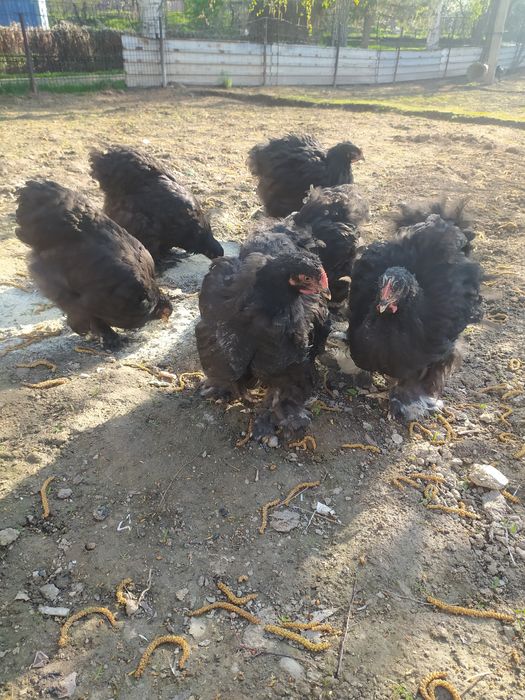 Цыплята породы мраморный кохинхинов семейка