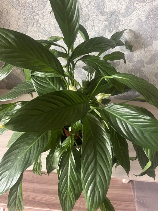 Продаю очень красивые цветы