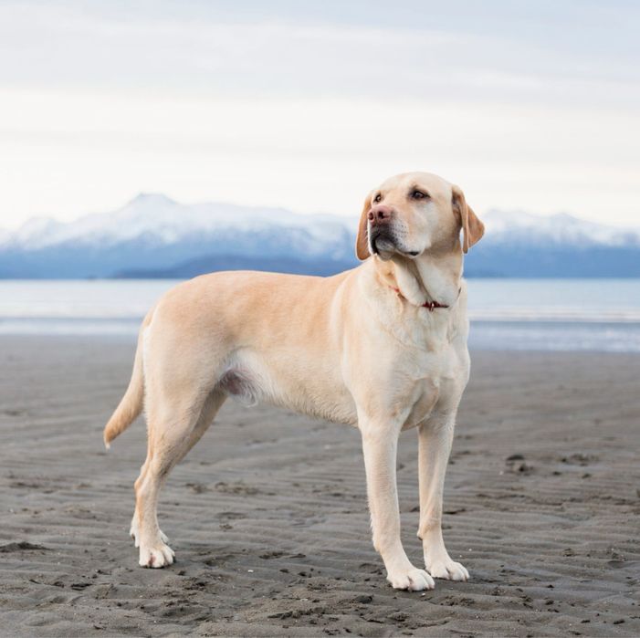 Plimb caine de ORICE talie - Bucuresti