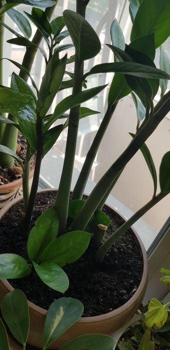 Замиокулькас,продам