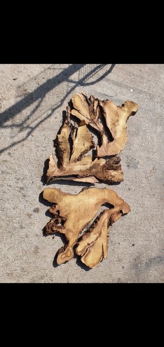 Cherestea blaturi rasină, lemn de nuc, stejar, dud, cires, ulm, paltin