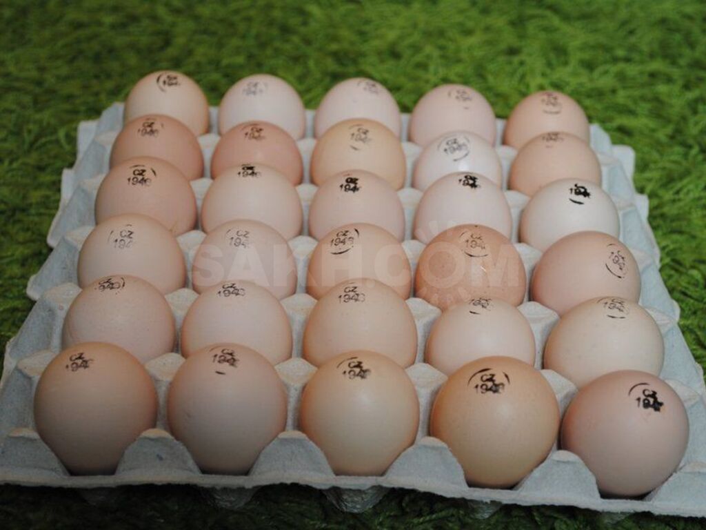 Авито яйцо бройлера. Инкубационное яйцо бройлера Кобб 700. Инкубационное яйцо Росс 308. Росс 708 бройлер яйцо. Маркировка инкубационного яйца Росс 308 Венгрия.