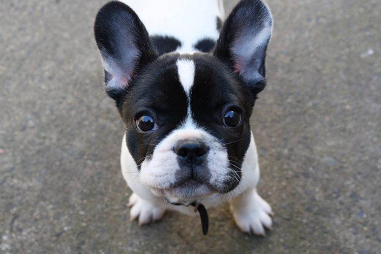 Элитный Французский бульдог с родословной, 3 месяца