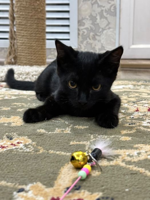Котенок мальчик 3 месяца