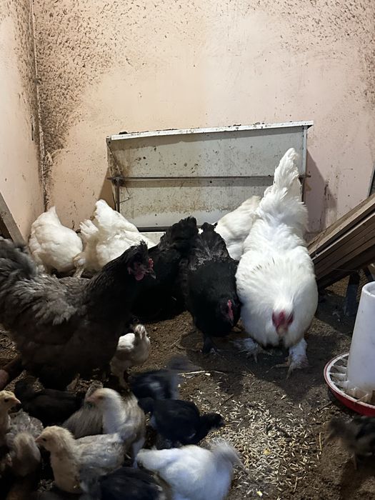 Чисто белых брам