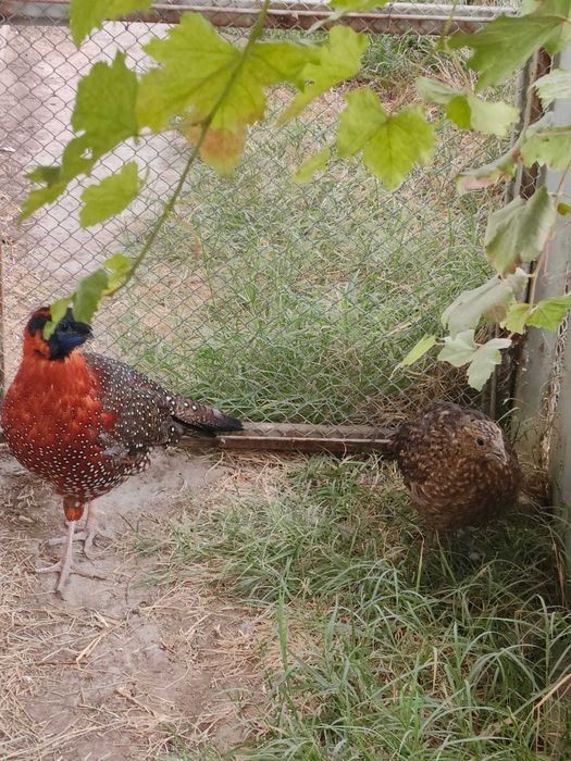 Фазаны - Сатиры (взрослые)