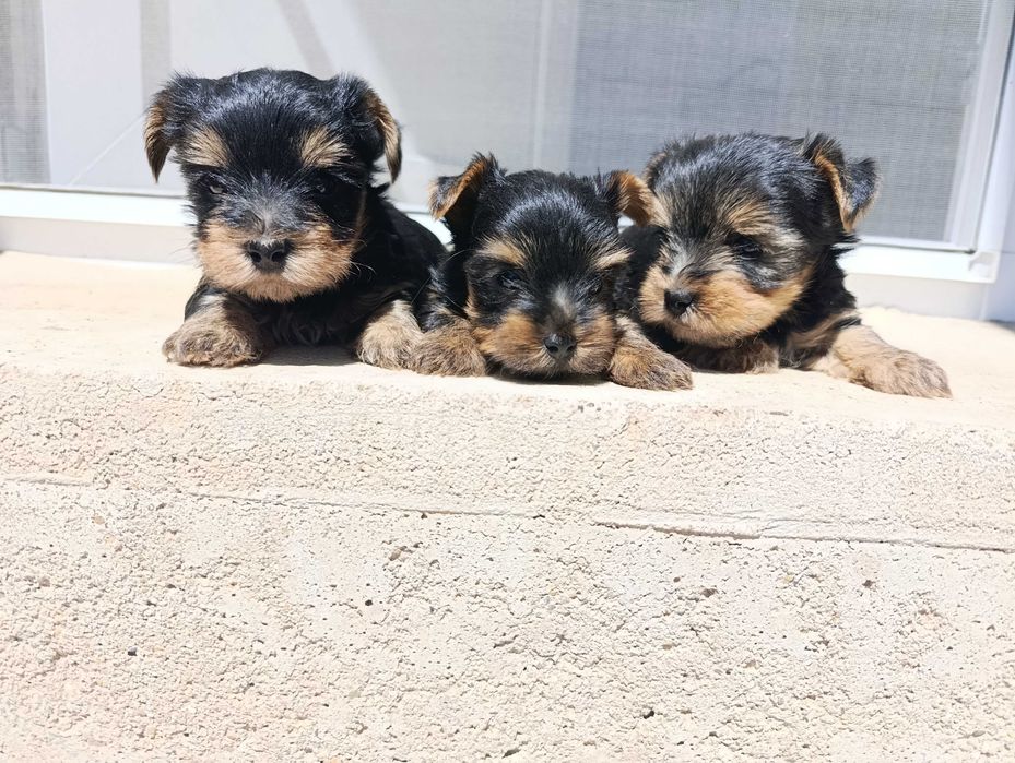 Мини Йоркширски териер