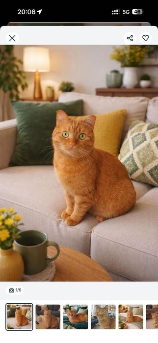 Котик Симба  в добрые руки