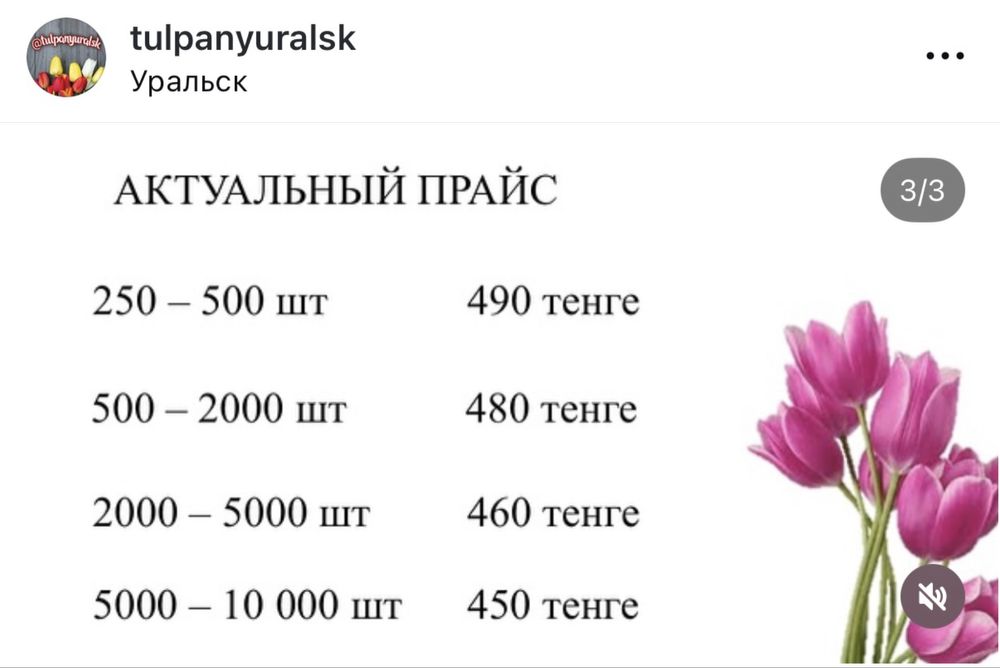 Тюльпаны ОПТОМ ПРЕМИУМ качество