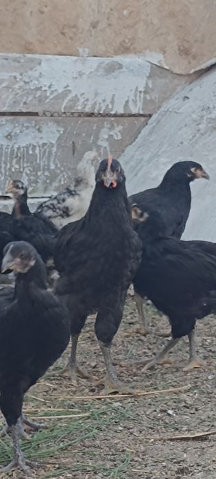 "Qora shaxzoda" joʻjalari,arzon narxda 2-3 oylik