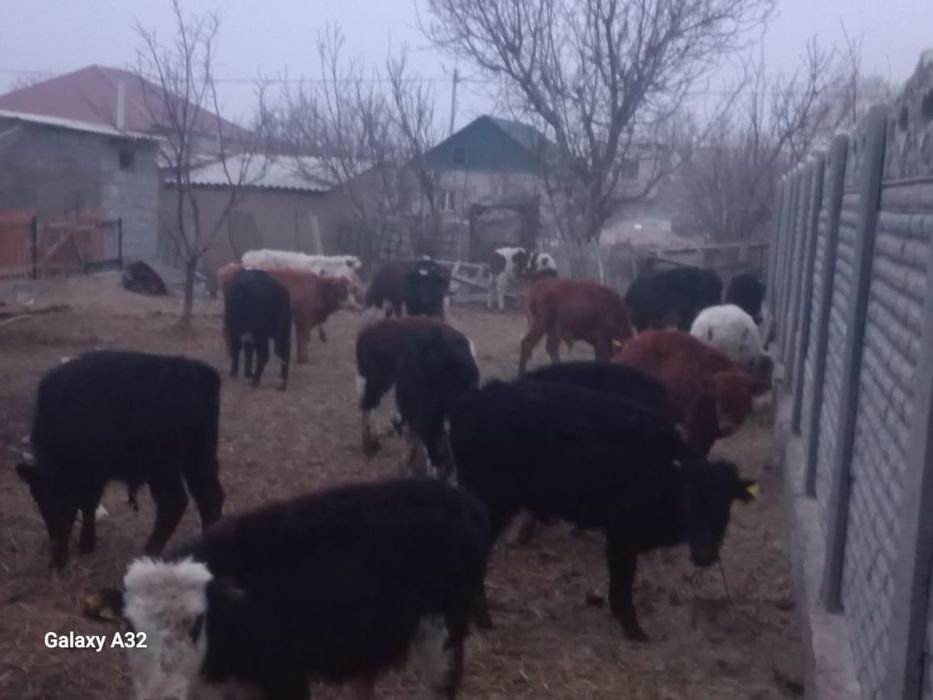 Буқалар бузаулар 8 ай мен 2 жасар аралық.